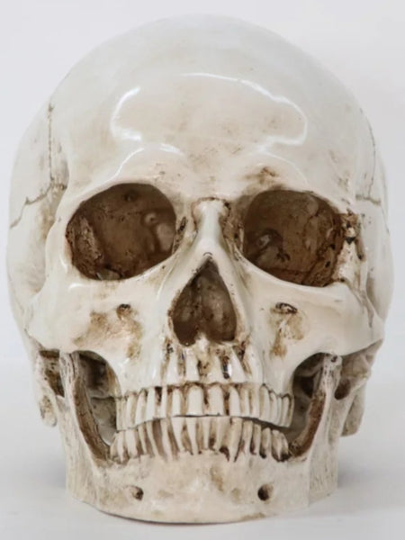 Human skull for sale